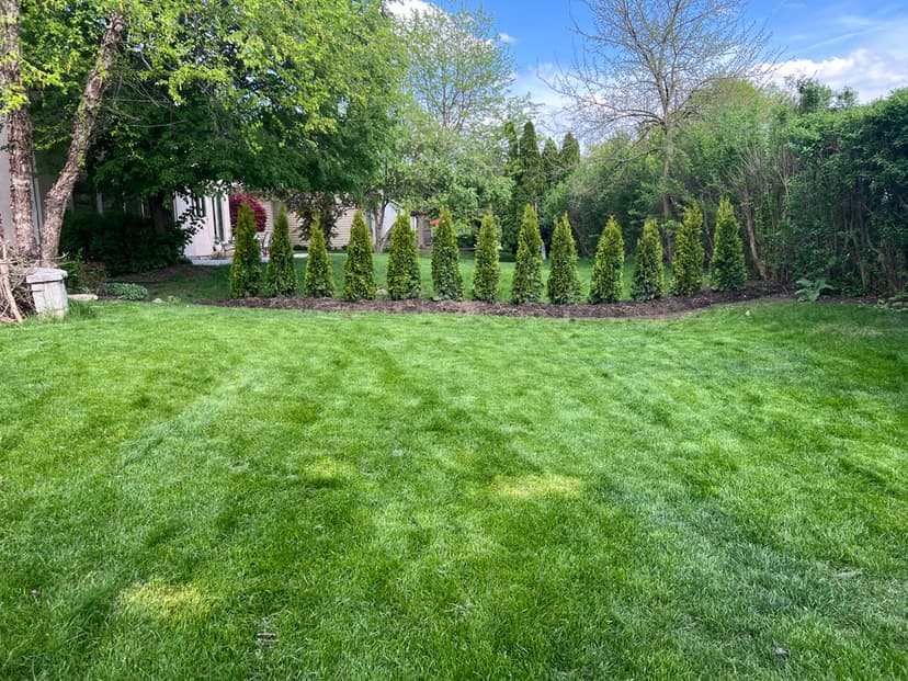 Lush green lawn with neatly trimmed evergreen shrubs lining the back garden.